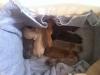 Molly Puppies x9 - 9/22/11 Mid-day